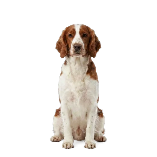Welsh Springer Spaniel dog