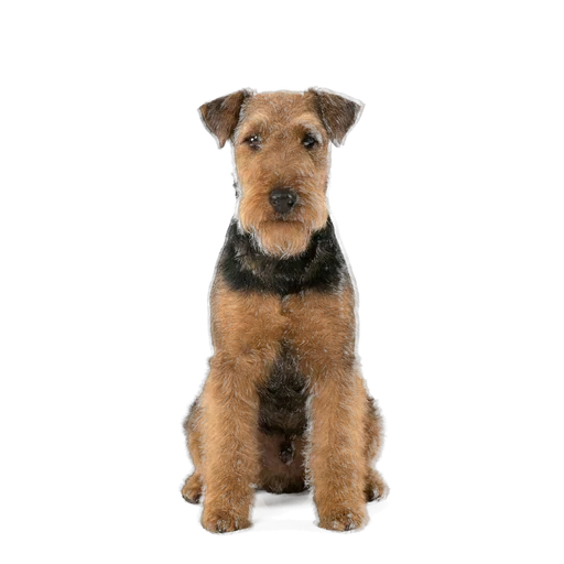 Welsh Terrier dog