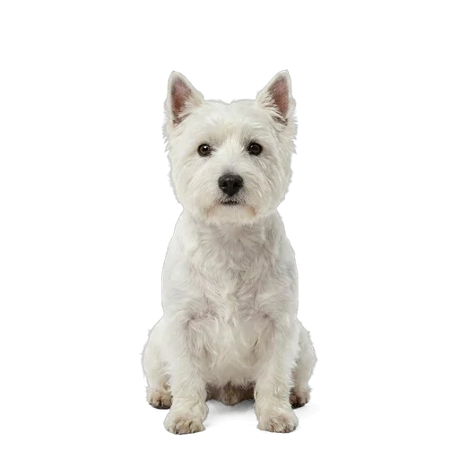 West Highland White Terrier dog