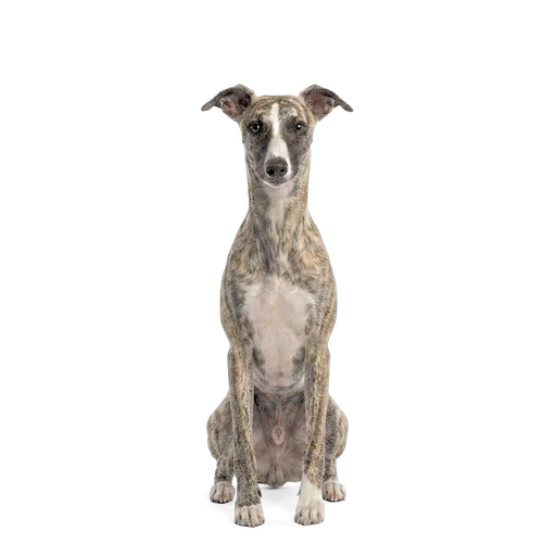 Whippet dog