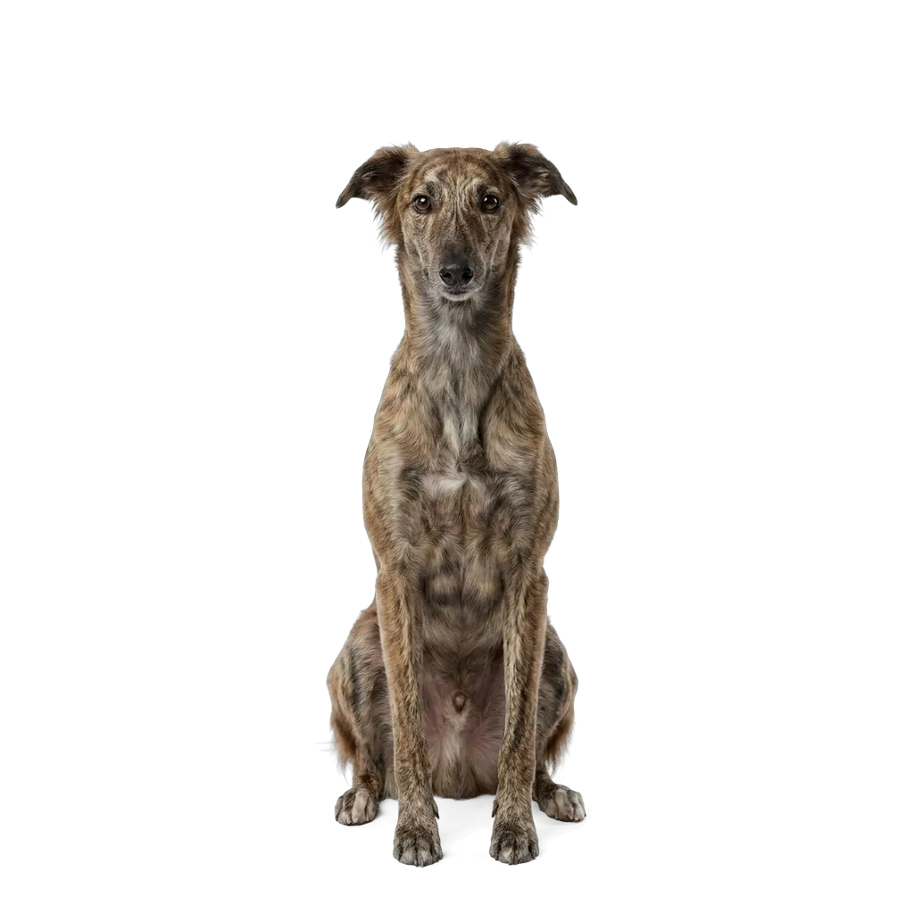 Long-Haired Whippet dog