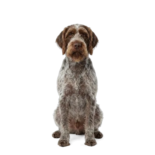 Wirehaired Pointing Griffon dog