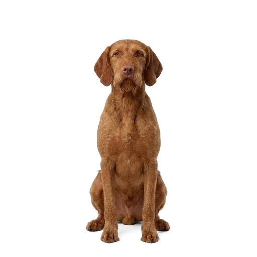 Wirehaired Vizsla dog