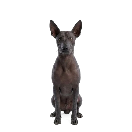 Xoloitzcuintli dog