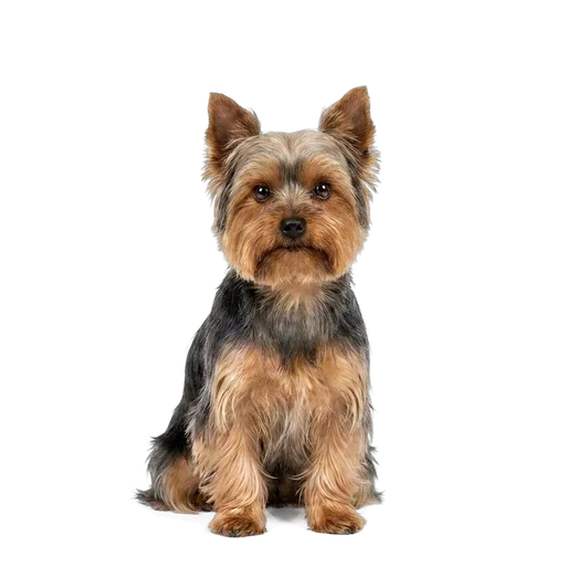 Yorkshire Terrier dog