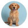 Pet owner avatar 1