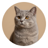 Pet owner avatar 2