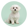 Pet owner avatar 3