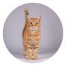Pet owner avatar 4